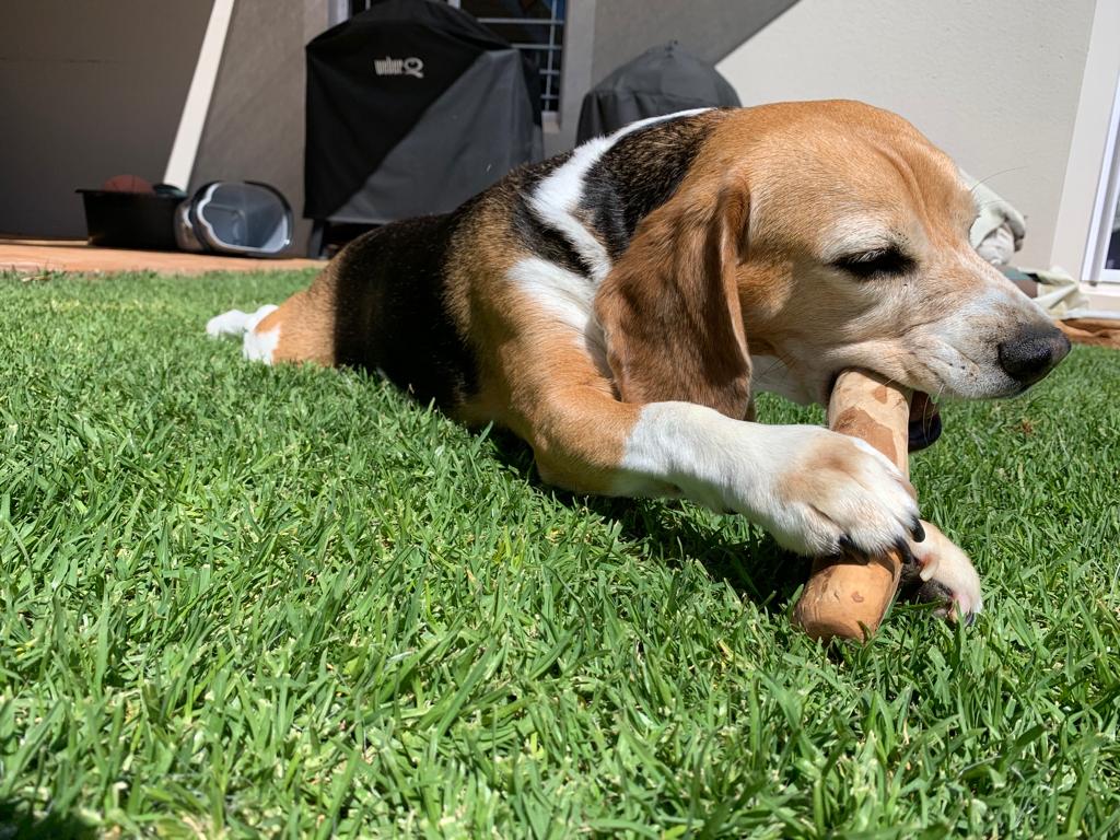 Olivw-Wood-Chew-2 (1)